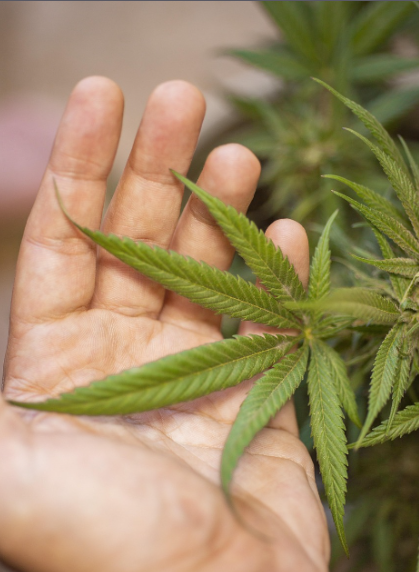 Natural hemp-based joint support with CBD and Boswellia